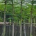 红花楹5～15公分基地直销规格齐全质量优欢迎来电咨询