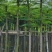 红花楹5～15公分基地直销规格齐全质量优欢迎来电咨询