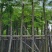 红花楹5～15公分基地直销规格齐全质量优欢迎来电咨询