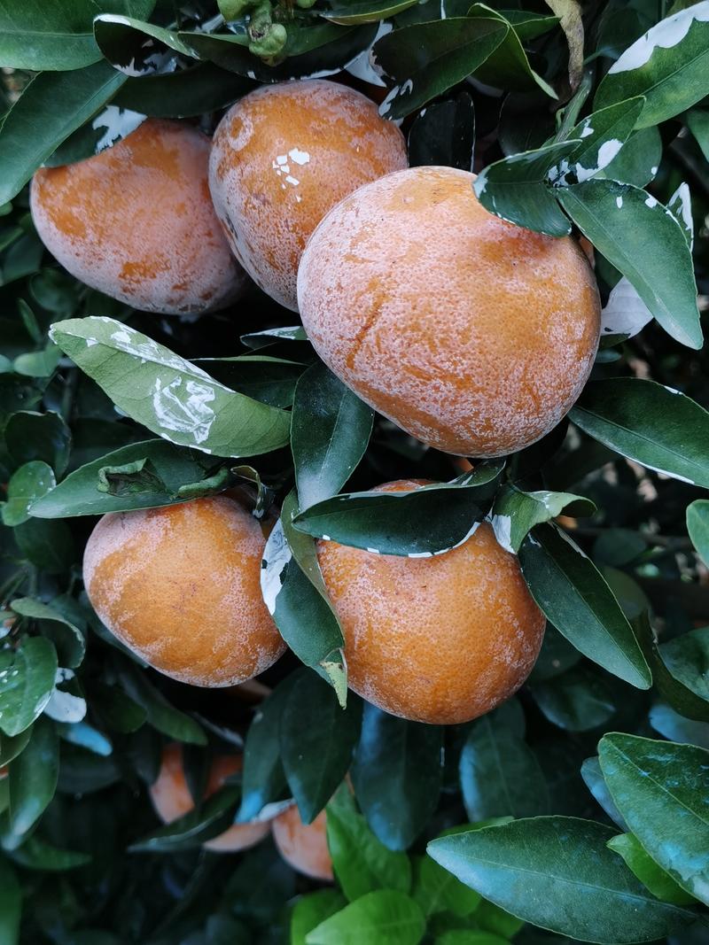 广西精品茂谷柑大量果园中，皮薄肉厚含糖量高，口感很好。