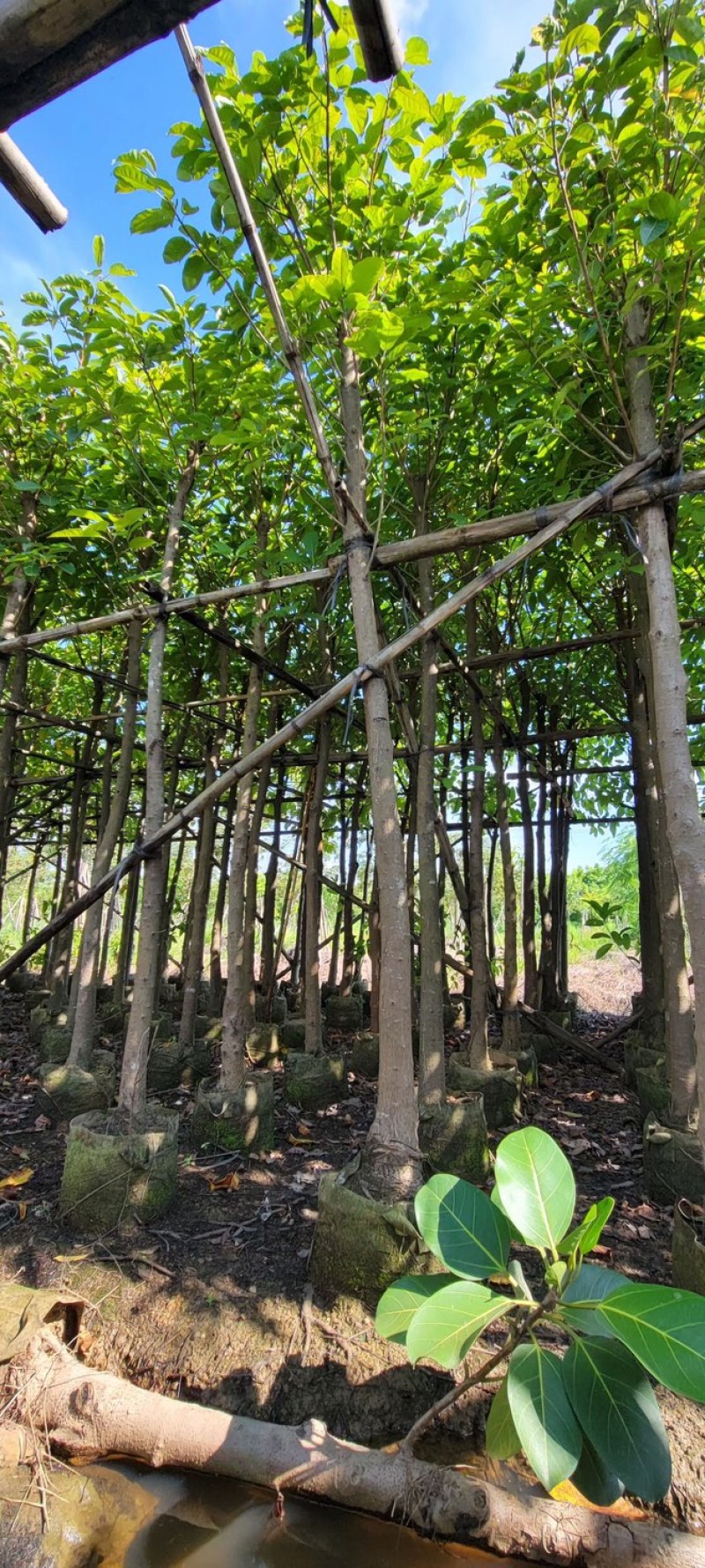 大叶榕5～8公分基地直销规格齐全欢迎来电
