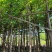 大叶榕5～8公分基地直销规格齐全欢迎来电
