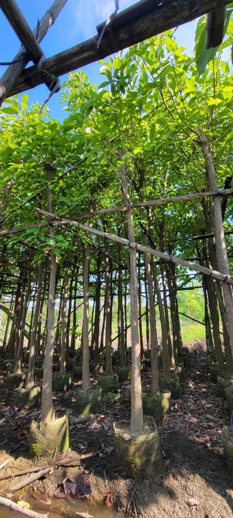 大叶榕5～8公分基地直销规格齐全欢迎来电
