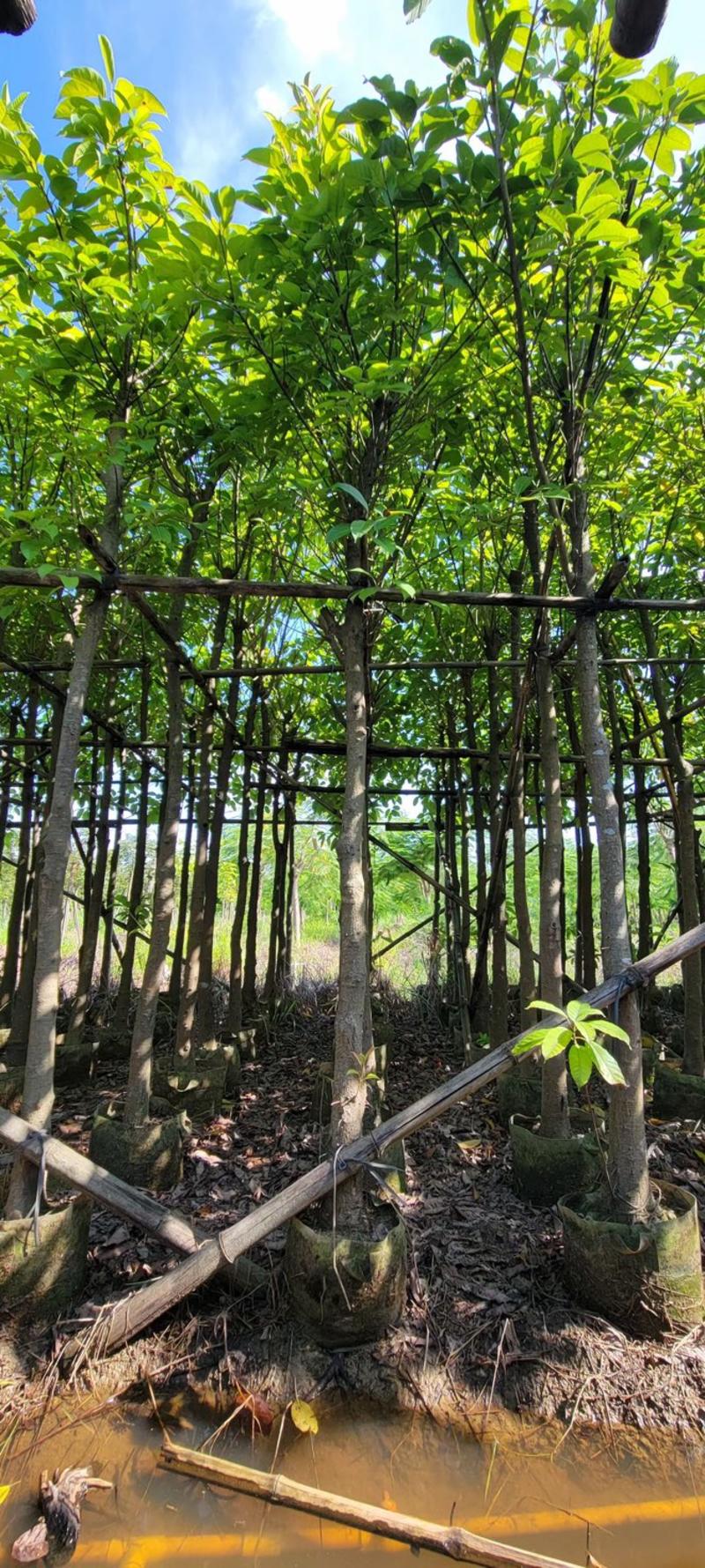 大叶榕5～8公分基地直销规格齐全欢迎来电