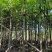 大叶榕5～8公分基地直销规格齐全欢迎来电