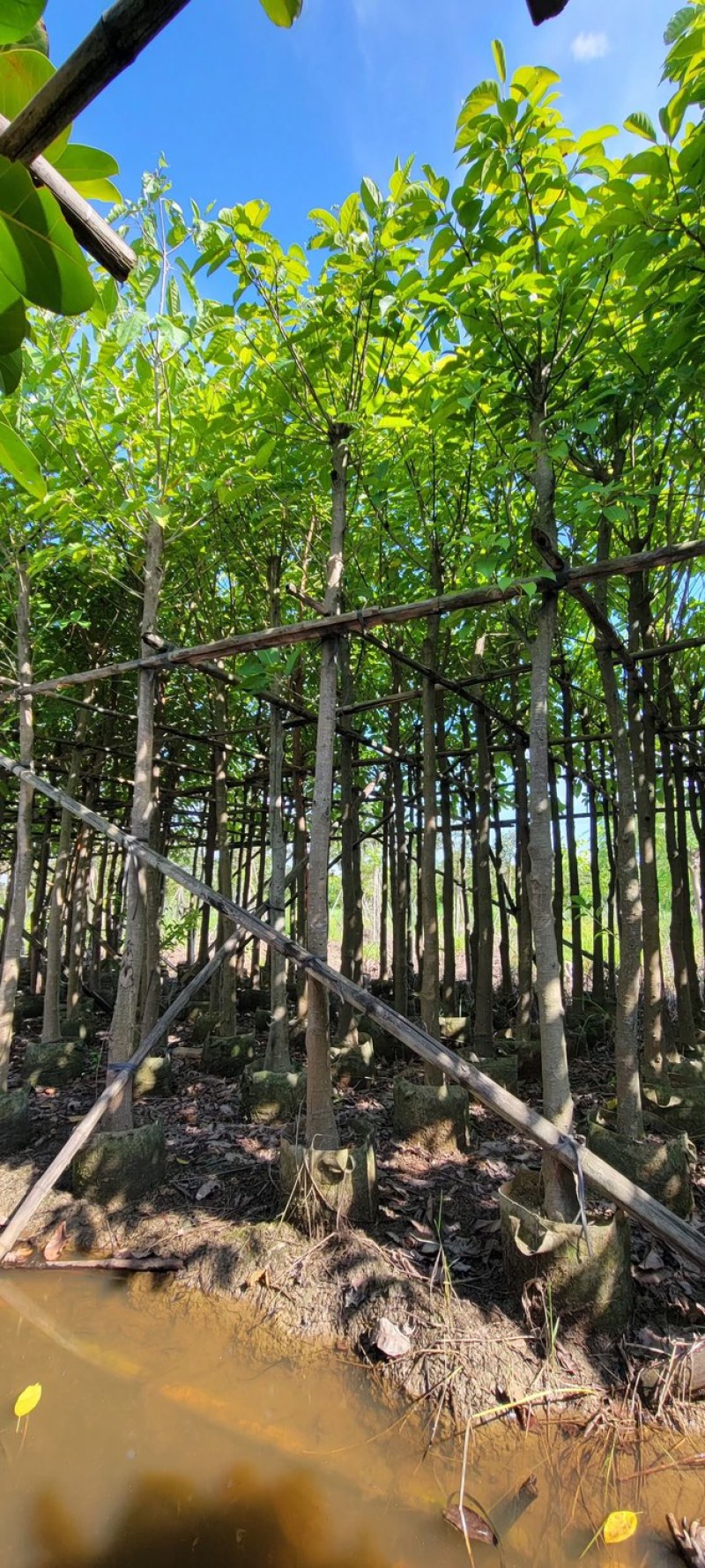 大叶榕5～8公分基地直销规格齐全欢迎来电