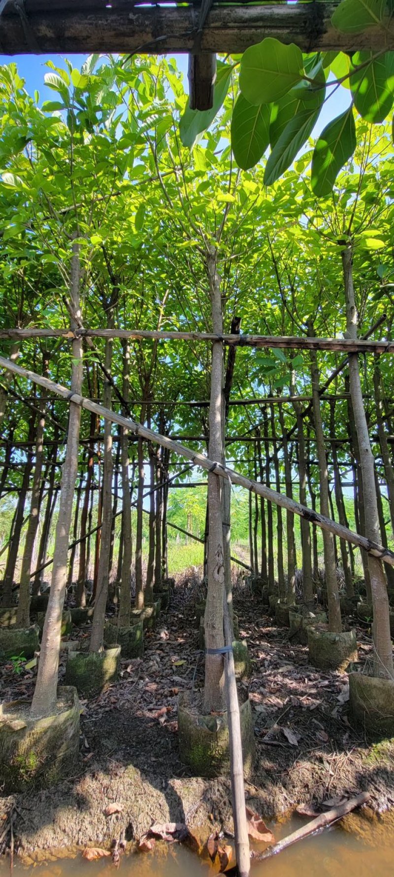 大叶榕5～8公分基地直销规格齐全欢迎来电