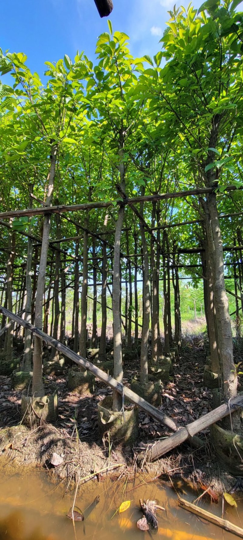 大叶榕5～8公分基地直销规格齐全欢迎来电