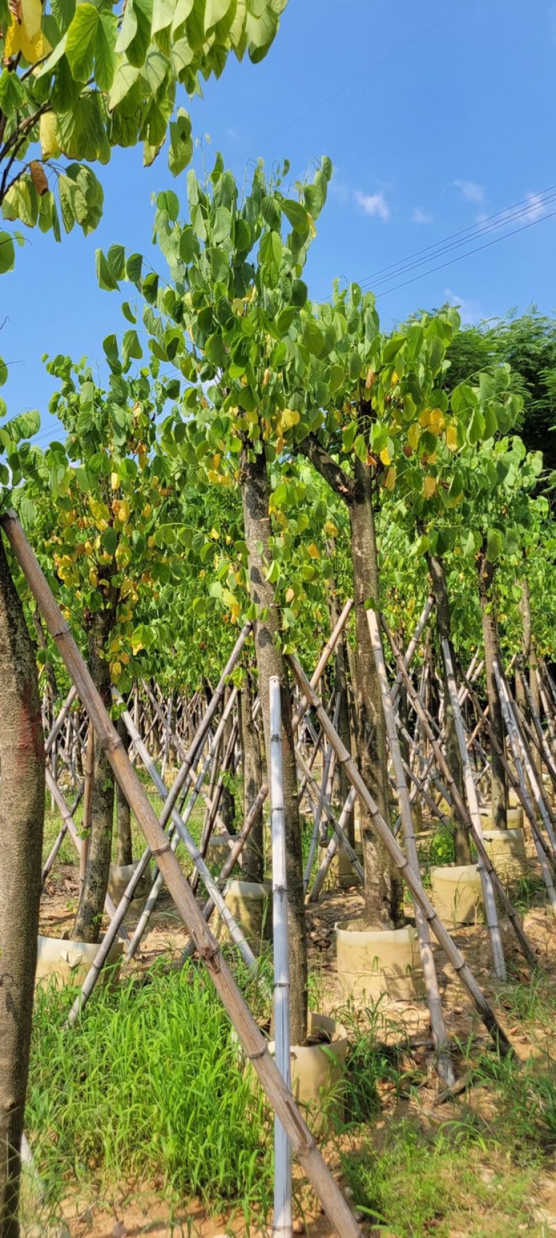 复绿羊蹄甲5～20公分基地直销规格齐全欢迎来电咨询