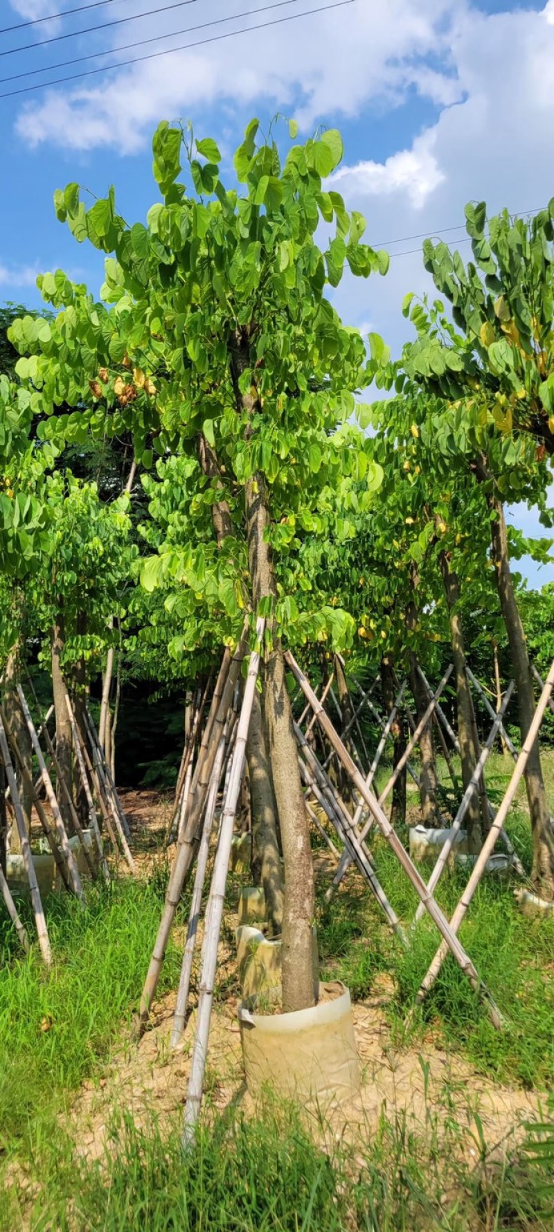 复绿羊蹄甲5～20公分基地直销规格齐全欢迎来电咨询