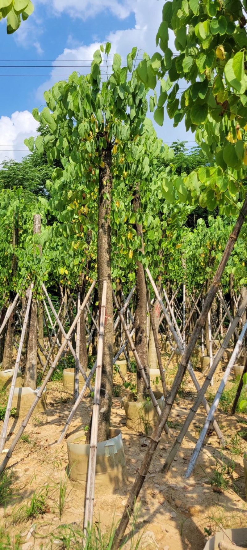 复绿羊蹄甲5～20公分基地直销规格齐全欢迎来电咨询