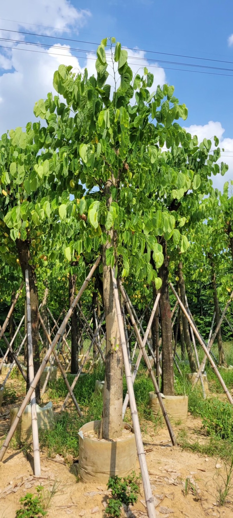 复绿羊蹄甲5～20公分基地直销规格齐全欢迎来电咨询