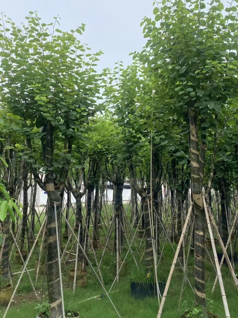 复绿宫粉紫荆12-15公分基地直销欢迎来电咨询合作