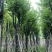 复绿宫粉紫荆12-15公分基地直销欢迎来电咨询合作