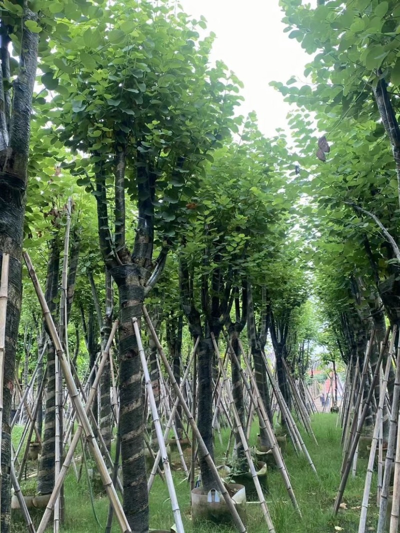 复绿宫粉紫荆12-15公分基地直销欢迎来电咨询合作