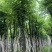 复绿宫粉紫荆12-15公分基地直销欢迎来电咨询合作