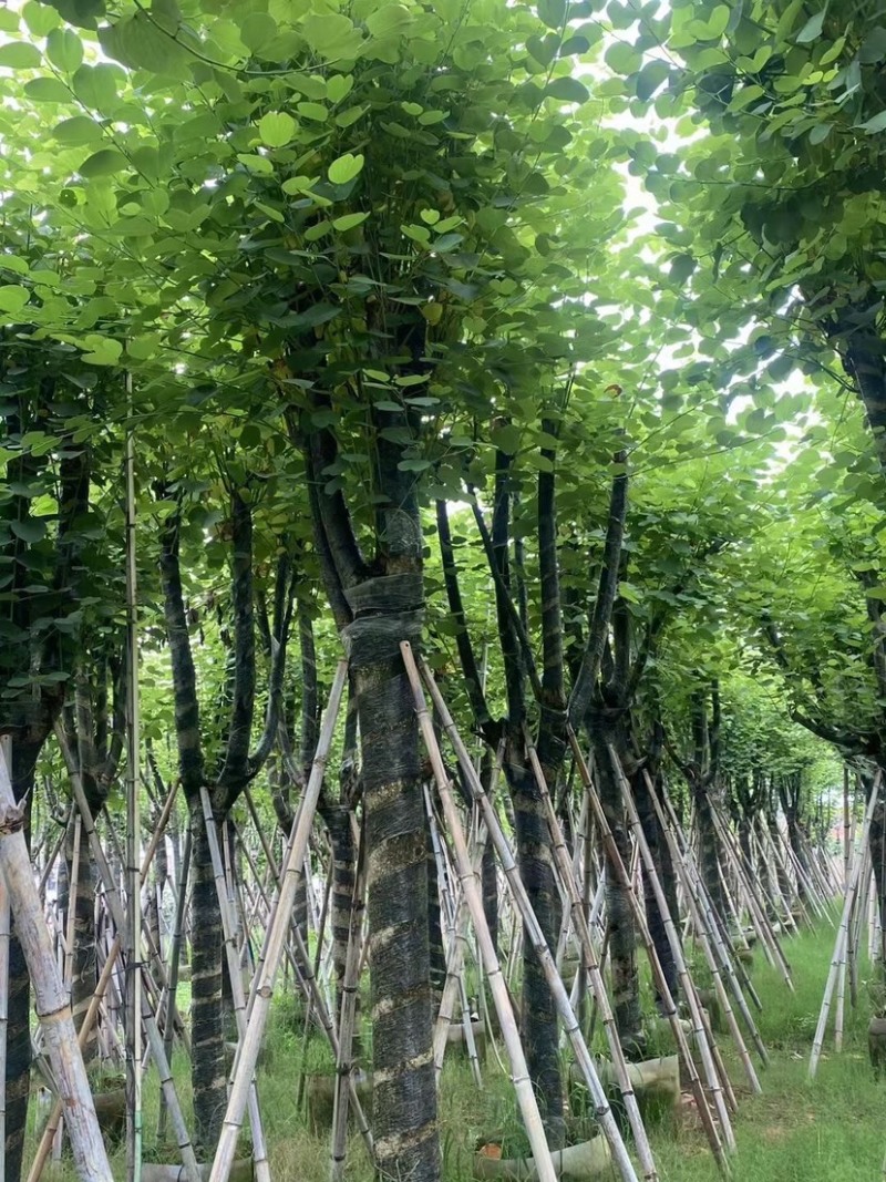 复绿宫粉紫荆12-15公分基地直销欢迎来电咨询合作