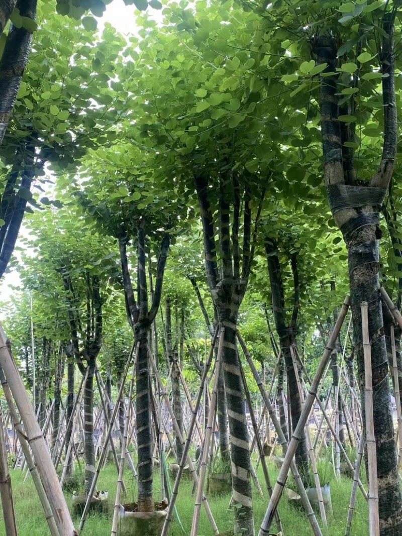 复绿宫粉紫荆12-15公分基地直销欢迎来电咨询合作