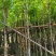 四季常绿桃花心木5～15公分基地直销质量优欢迎来电