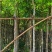四季常绿桃花心木5～15公分基地直销质量优欢迎来电