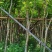 四季常绿桃花心木5～15公分基地直销质量优欢迎来电