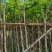 四季常绿桃花心木5～15公分基地直销质量优欢迎来电