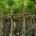 四季常绿桃花心木5～15公分基地直销质量优欢迎来电