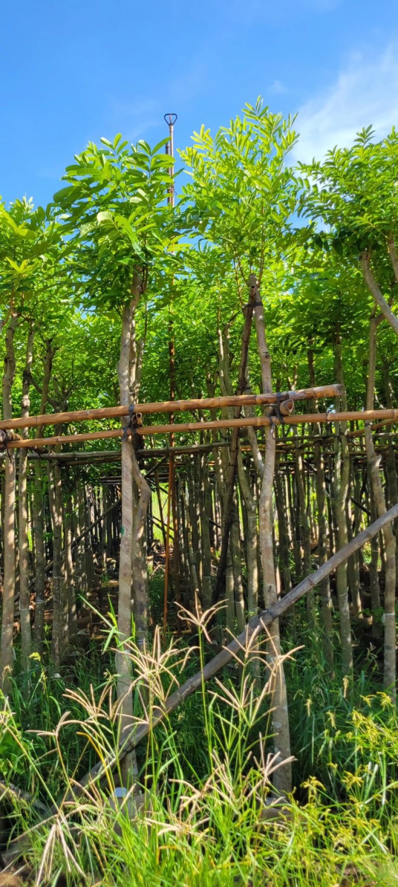 四季常绿桃花心木5～15公分基地直销质量优欢迎来电