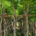 四季常绿桃花心木5～15公分基地直销质量优欢迎来电