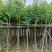 复绿宫粉紫荆5～8公分基地直销规格齐全欢迎来电咨询