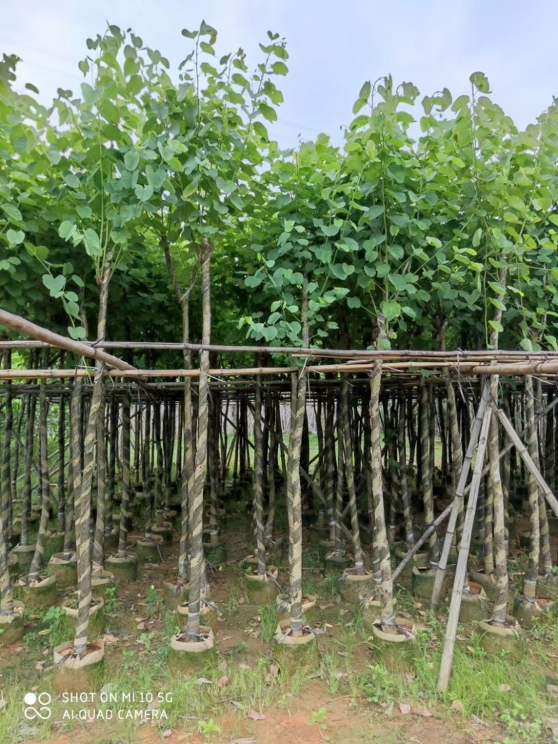 复绿宫粉紫荆5～8公分基地直销规格齐全欢迎来电咨询