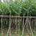 复绿宫粉紫荆5～8公分基地直销规格齐全欢迎来电咨询