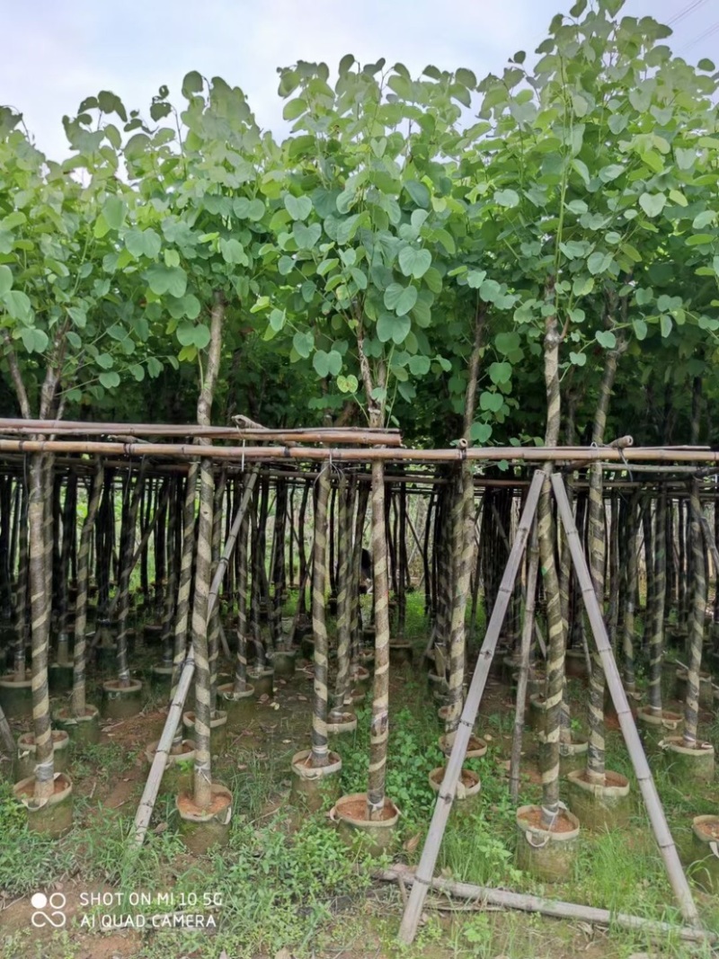 复绿宫粉紫荆5～8公分基地直销规格齐全欢迎来电咨询