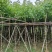 复绿宫粉紫荆5～8公分基地直销规格齐全欢迎来电咨询