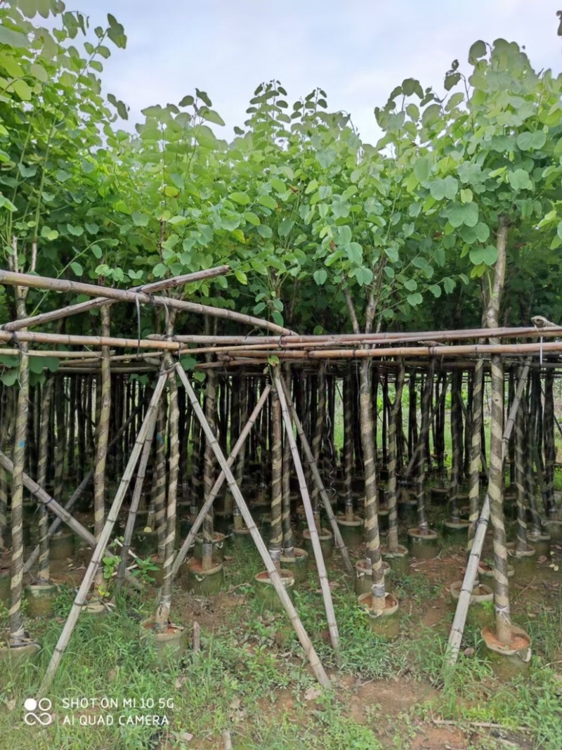 复绿宫粉紫荆5～8公分基地直销规格齐全欢迎来电咨询
