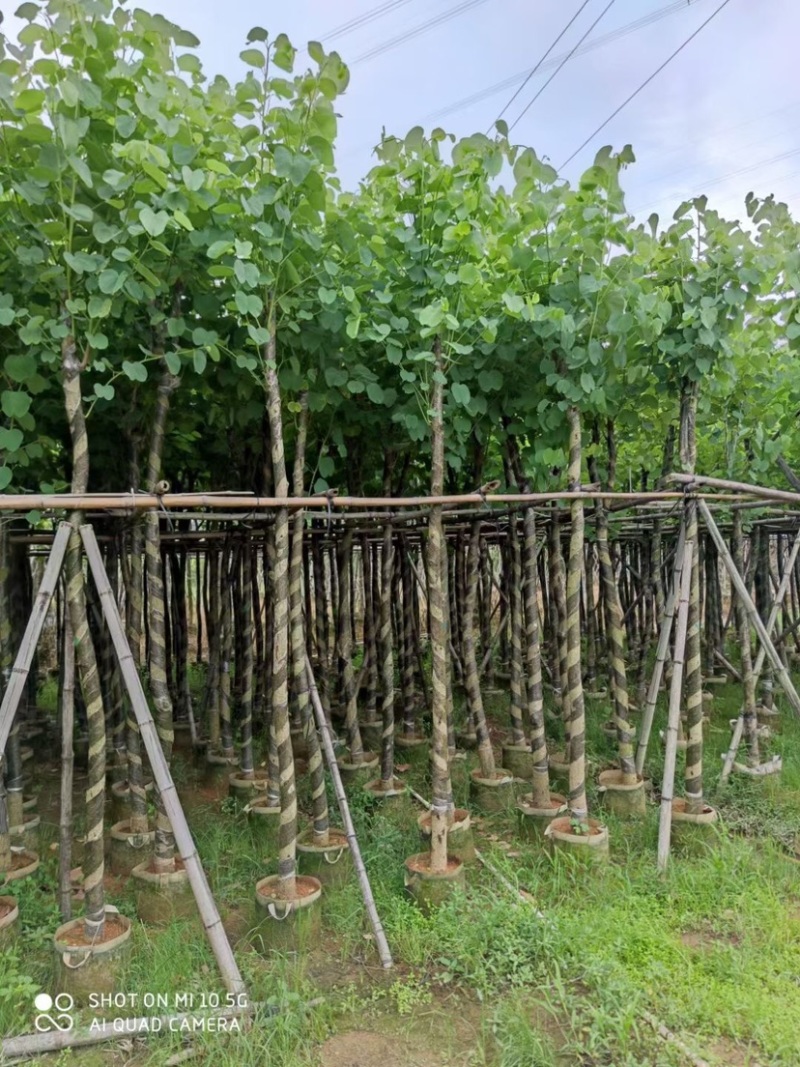 复绿宫粉紫荆5～8公分基地直销规格齐全欢迎来电咨询
