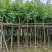 复绿宫粉紫荆5～8公分基地直销规格齐全欢迎来电咨询