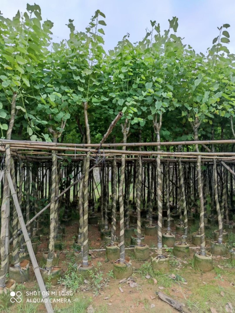 复绿宫粉紫荆5～8公分基地直销规格齐全欢迎来电咨询