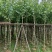 复绿宫粉紫荆5～8公分基地直销规格齐全欢迎来电咨询