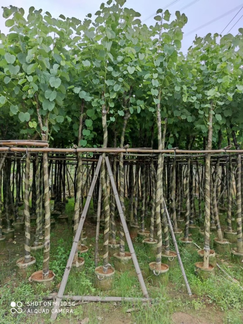 复绿宫粉紫荆5～8公分基地直销规格齐全欢迎来电咨询