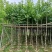 复绿宫粉紫荆5～8公分基地直销规格齐全欢迎来电咨询