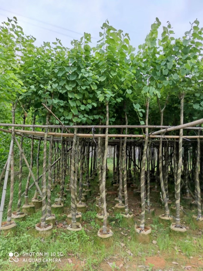 复绿宫粉紫荆5～8公分基地直销规格齐全欢迎来电咨询