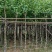 复绿宫粉紫荆5～8公分基地直销规格齐全欢迎来电咨询