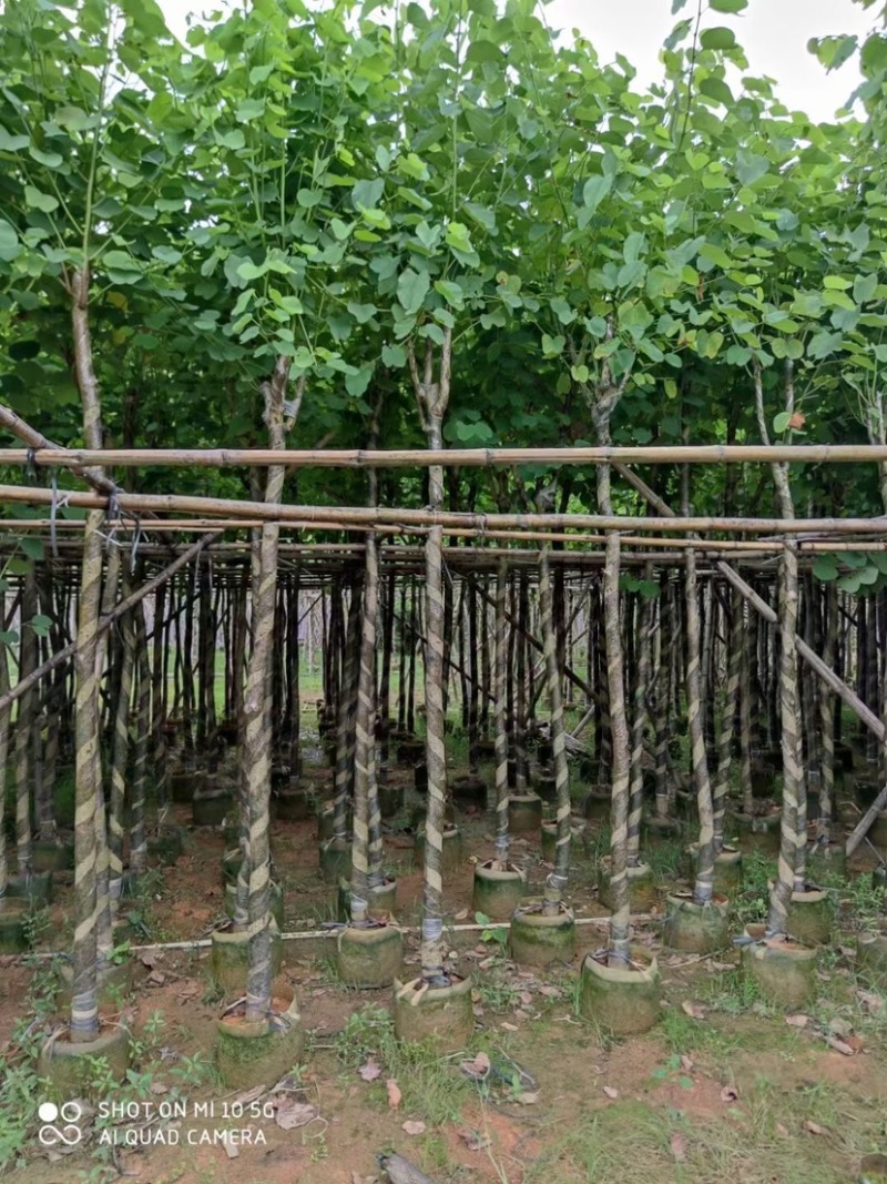 复绿宫粉紫荆5～8公分基地直销规格齐全欢迎来电咨询