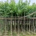 复绿宫粉紫荆5～8公分基地直销规格齐全欢迎来电咨询