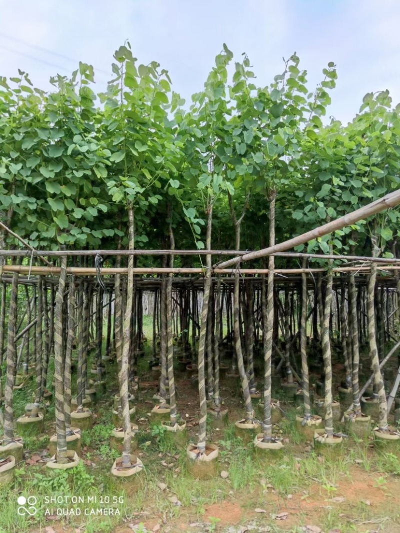 复绿宫粉紫荆5～8公分基地直销规格齐全欢迎来电咨询