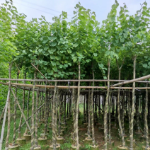 复绿宫粉紫荆5～8公分基地直销规格齐全欢迎来电咨询