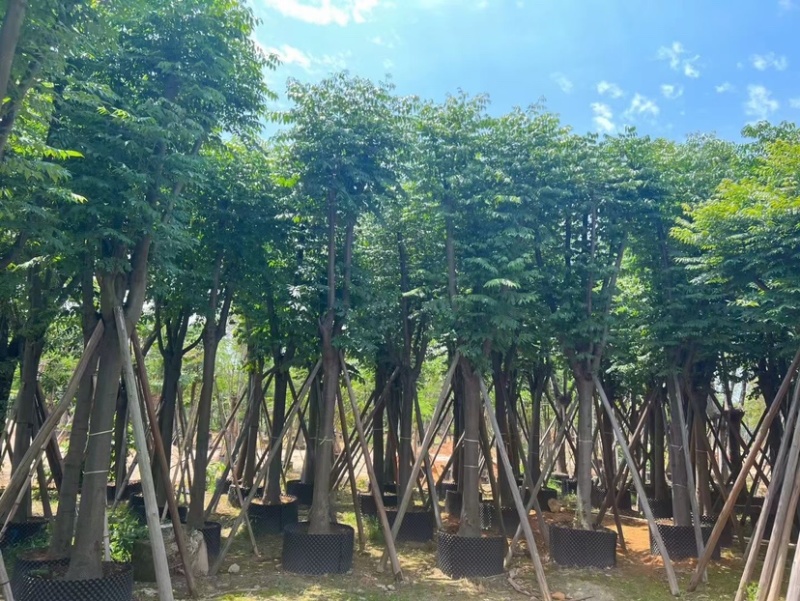 国庆花（黄山栾树）12～18公分基地直销欢迎来电咨询