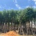 国庆花（黄山栾树）12～18公分基地直销欢迎来电咨询