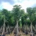 国庆花（黄山栾树）12～18公分基地直销欢迎来电咨询
